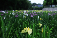 赤堀はなしょうぶ園