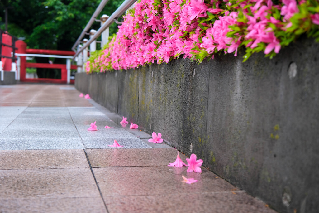 雨の散歩道