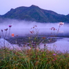 霧の朝