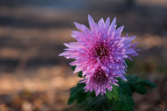 散歩道（青年の杜）