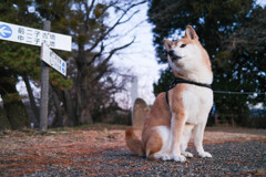 今朝は右ですか左ですか？