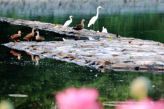 野鳥の楽園 Ⅲ