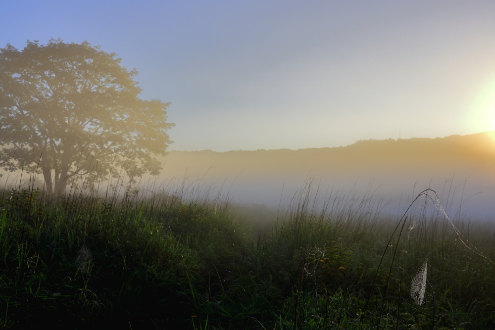 霧の朝　（沼ッ原湿原）