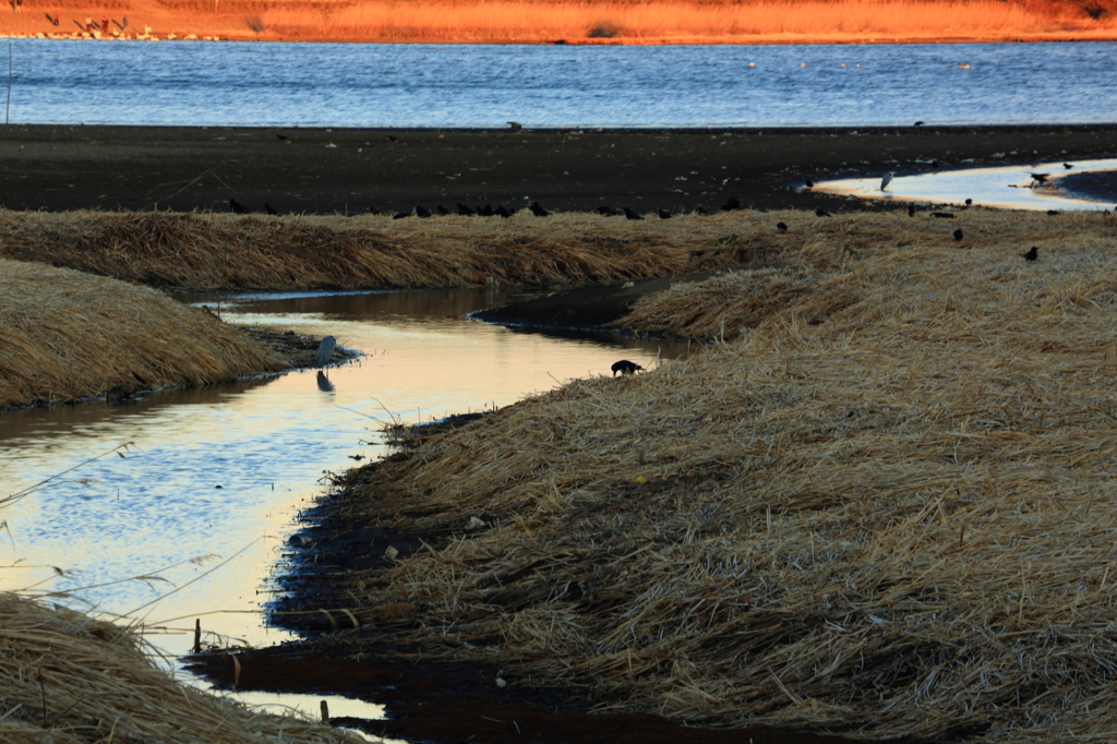 落日　多々良沼 w
