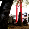 朝の神社、