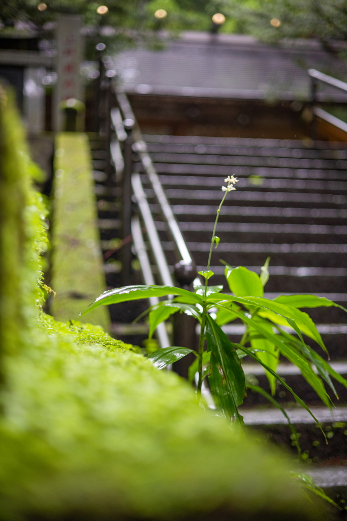 雨のお参り　赤城神社