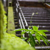 雨のお参り　赤城神社