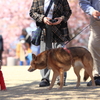 桜の思い出