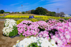 小菊の里