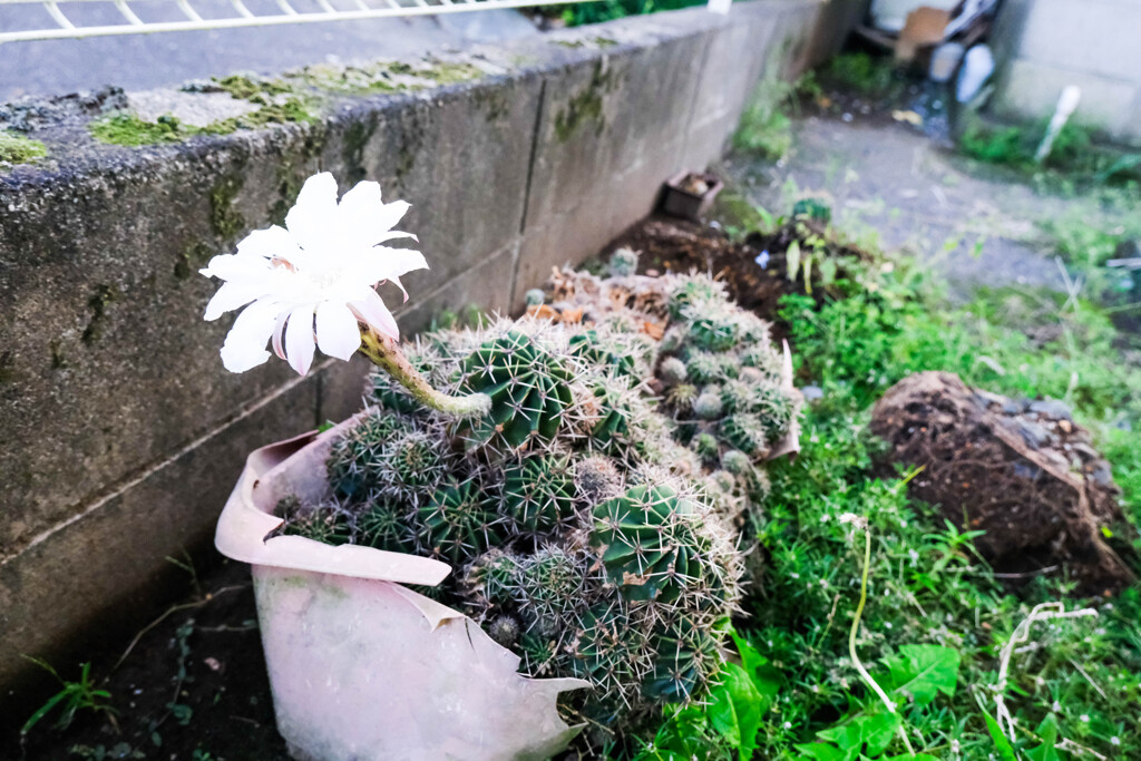 ゴミの中の宝物