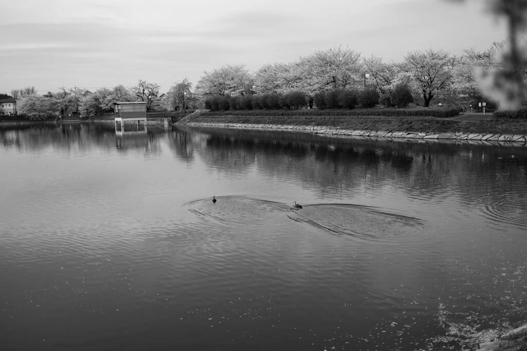 散歩道（桜）