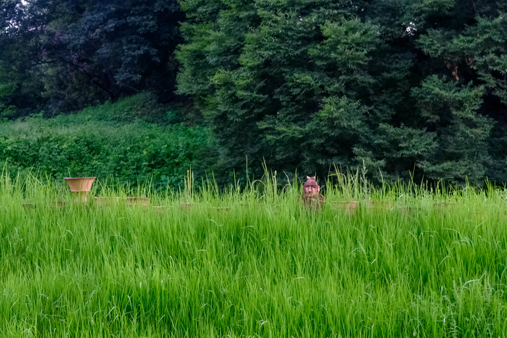 埋もれた公園