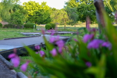 散歩道（大室公園）