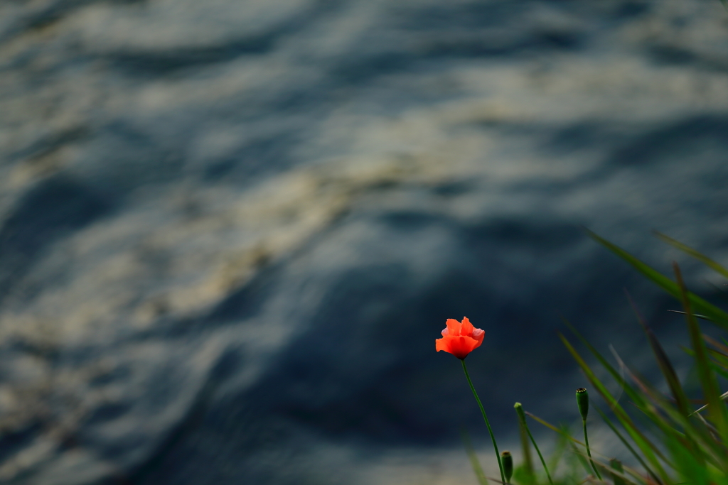 川辺の花、