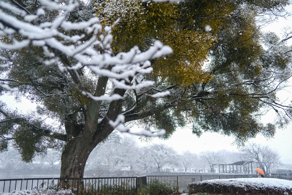 雪の公園