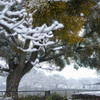 雪の公園