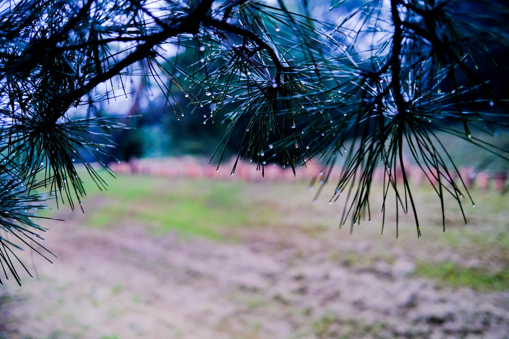 雨上がりの朝