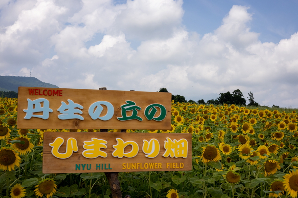  丹生のひまわり