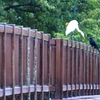 　朝のお友達