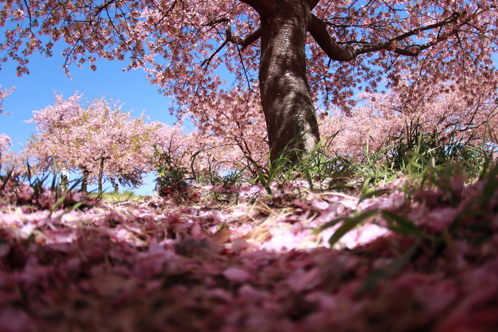 市民の森（桜散る日）