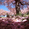 市民の森（桜散る日）