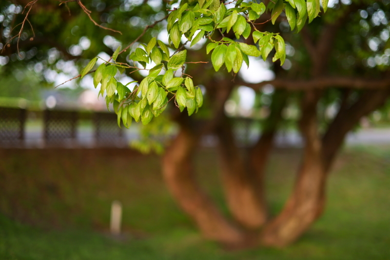 公園散歩