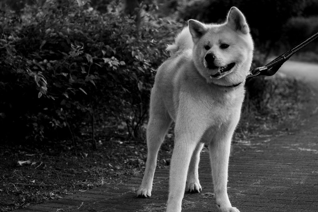 散歩中のよし君、 