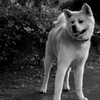 散歩中のよし君、 