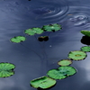 蓮池散歩Ⅱ