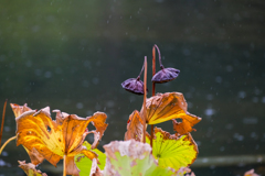 雨の公園