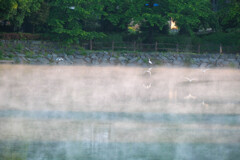 霧の朝　波志江沼