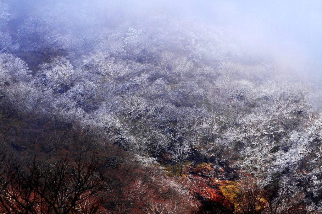 泣いてる樹氷　　(赤城山）　お蔵品