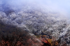 泣いてる樹氷　　(赤城山）　お蔵品