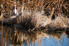 いつもの波志江沼