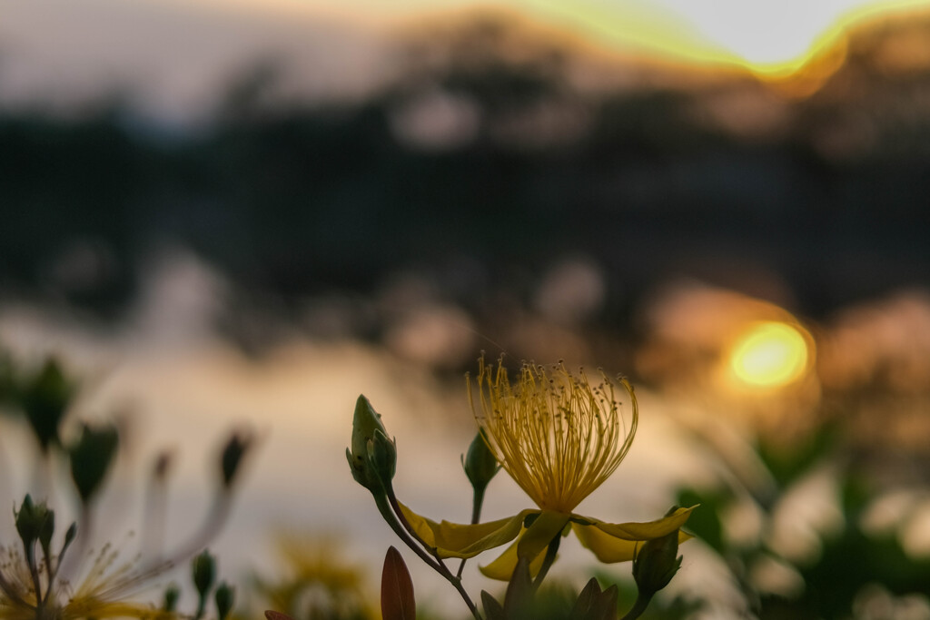 湖畔の朝