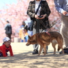春の思い出、