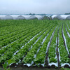 野菜王国群馬