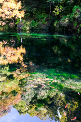 湧水池（赤見）