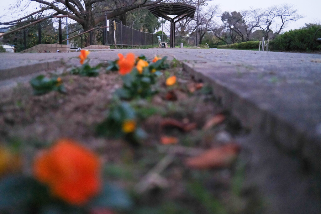 散歩道