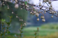 湿原散歩