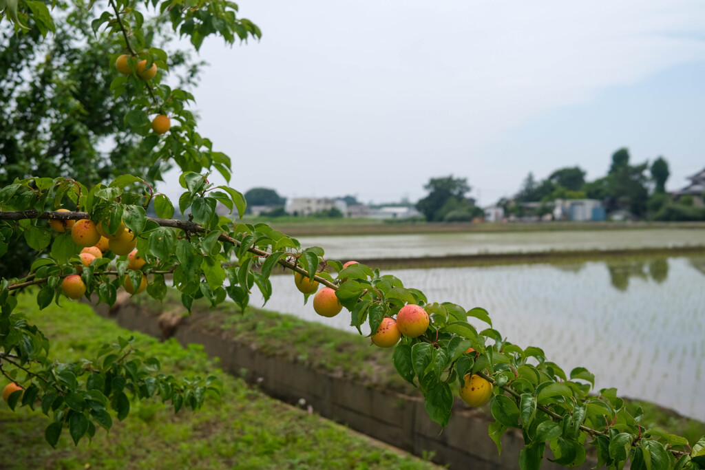 初夏の香り