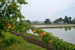 初夏の香り