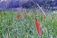 五料沼の雨