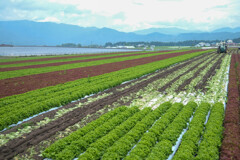野菜王国　昭和村