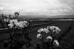 梅雨時の野菜畑　