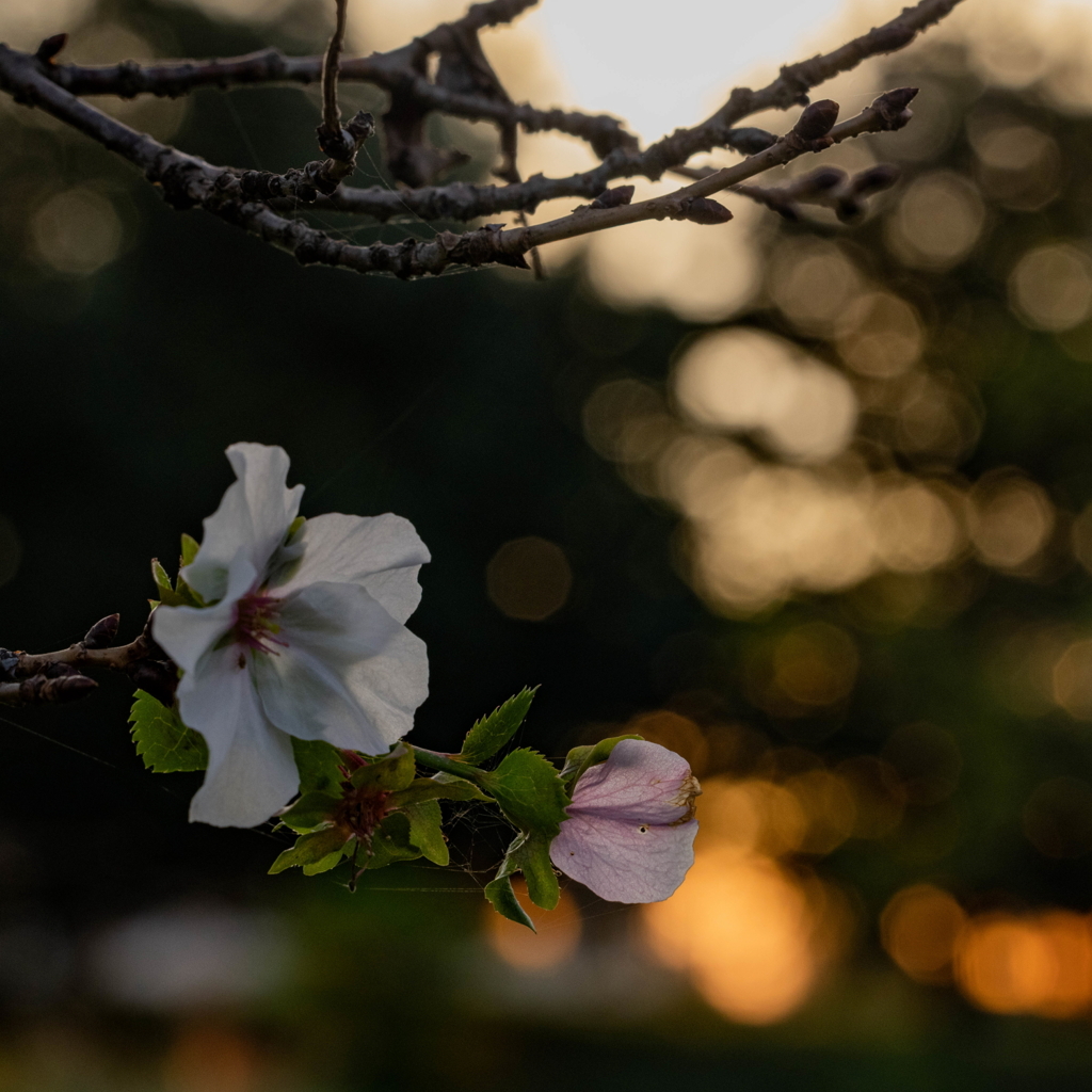 早い開花