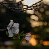 早い開花