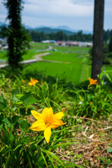 栃木路に咲く