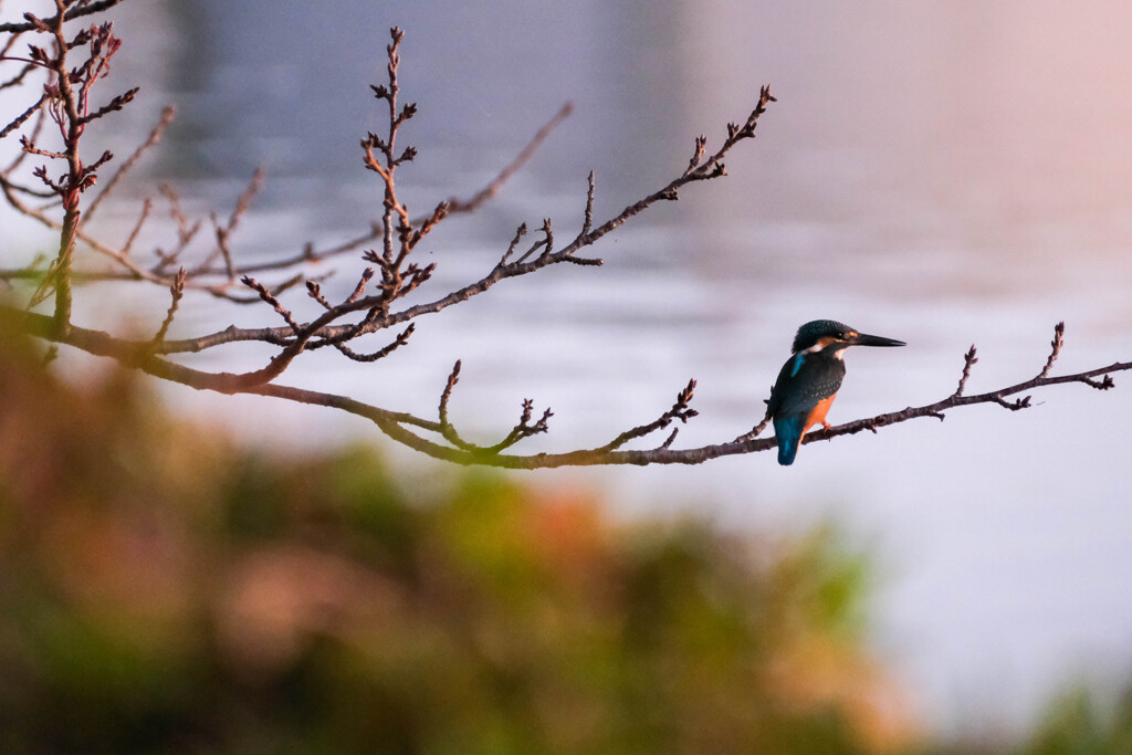 夜明けの散歩道　