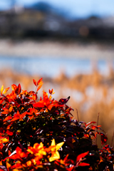 散歩道（波志江沼）